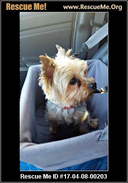 carolina yorkie rescue carolina yorkie rescue adoptions rescueme org carolina yorkie rescue carolina yorkie rescue adoptions rescueme org