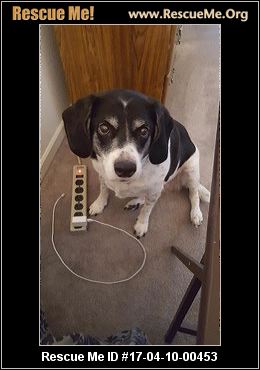 Indiana Dog Rescue ― ADOPTIONS ― RescueMe.Org
