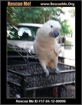 connecticut bird rescue adoptions rescueme org connecticut bird rescue adoptions rescueme org