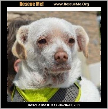 oklahoma dog rescue adoptions rescueme org oklahoma dog rescue adoptions rescueme org
