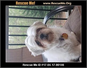 pug rescue mobile alabama alabama rescue adoptions rescueme org pug rescue mobile alabama alabama rescue adoptions rescueme org