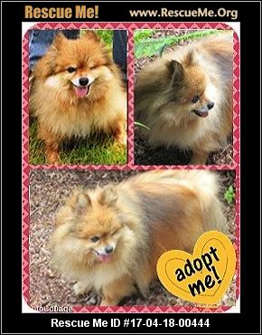 rescue me pomeranian pomeranian rescue alert rescue me pomeranian rescue 2017 04 2 rescue me pomeranian pomeranian rescue alert rescue me pomeranian rescue 2017 04 2