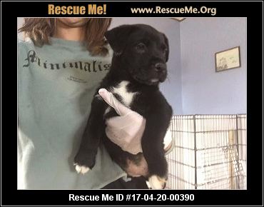 - 4 Paws 4 Life rescue - Denver, CO Rescue Animals