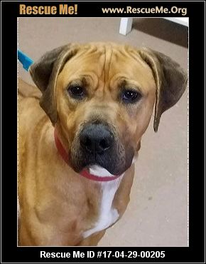 Mastiff Dogs For Adoption Minnesota Mastiff Dogs For Adoption Minnesota