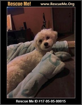 havanese rescue az arizona havanese rescue adoptions rescueme org havanese rescue az arizona havanese rescue adoptions rescueme org