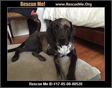 rescue dane louisiana rescueme nelson male mix