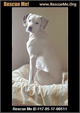 Florida Vizsla Rescue ― ADOPTIONS ― RescueMe.Org