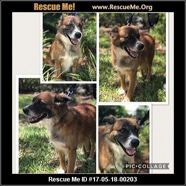 belgian malinois rescue florida florida belgian tervuren rescue u2015 adoptions u2015 rescueme org belgian malinois rescue florida florida belgian tervuren rescue u2015 adoptions u2015 rescueme org