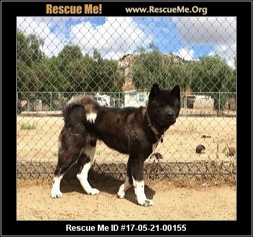 California Akita Rescue ― ADOPTIONS ― RescueMe.Org