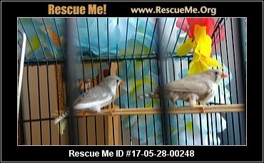 washington bird rescue adoptions rescueme org washington bird rescue adoptions rescueme org