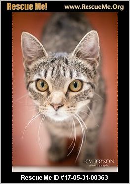 Georgia Cat Rescue ― ADOPTIONS ― RescueMe.Org