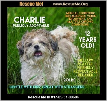 shih tzu rescue syracuse ny new york rescue adoptions rescueme org shih tzu rescue syracuse ny new york rescue adoptions rescueme org