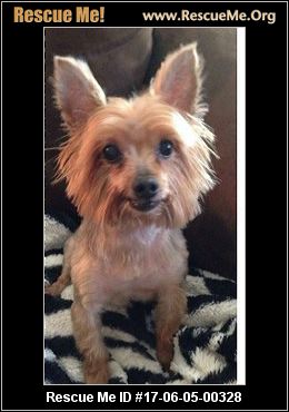 yorkie rescue minnesota minnesota yorkie rescue adoptions rescueme org yorkie rescue minnesota minnesota yorkie rescue adoptions rescueme org