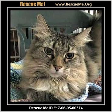 rescue colorado coon maine rescueme cathy female