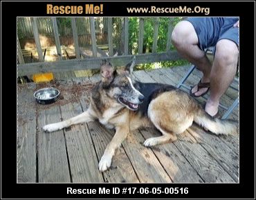australian shepherd yahoo answers georgia australian shepherd rescue u2015 adoptions u2015 rescueme org australian shepherd yahoo answers georgia australian shepherd rescue u2015 adoptions u2015 rescueme org