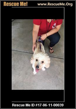 havanese rescue ma massachusetts havanese rescue adoptions rescueme org havanese rescue ma massachusetts havanese rescue adoptions rescueme org