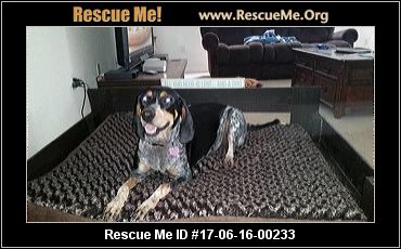 bluetick coonhound health issues florida bluetick coonhound rescue u2015 adoptions u2015 rescueme org bluetick coonhound health issues florida bluetick coonhound rescue u2015 adoptions u2015 rescueme org