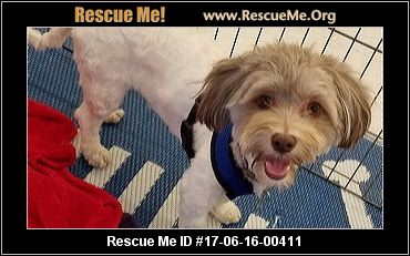 havanese rescue arizona arizona havanese rescue adoptions rescueme org havanese rescue arizona arizona havanese rescue adoptions rescueme org