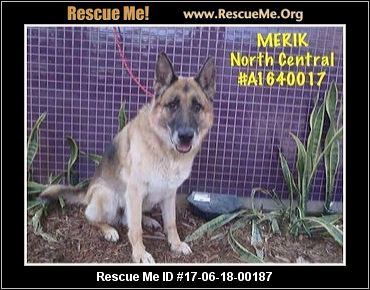 Maine Dog Rescue ― ADOPTIONS ― RescueMe.Org