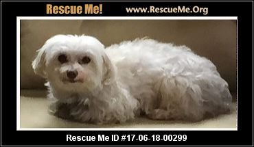Maltese Dog Rescue Columbus Ohio Maltese Dog Rescue Columbus Ohio