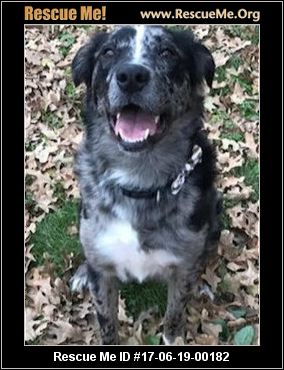 australian shepherd 60 minutes texas australian shepherd rescue u2015 adoptions u2015 rescueme org australian shepherd 60 minutes texas australian shepherd rescue u2015 adoptions u2015 rescueme org