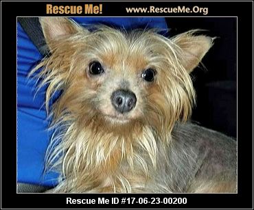 yorkie rescue nc carolina yorkie rescue adoptions rescueme org yorkie rescue nc carolina yorkie rescue adoptions rescueme org