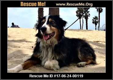 australian shepherd service dog california australian shepherd rescue u2015 adoptions u2015 rescueme org australian shepherd service dog california australian shepherd rescue u2015 adoptions u2015 rescueme org