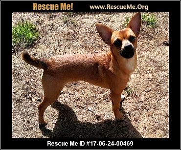 Idaho Dog Rescue ― ADOPTIONS ― RescueMe.Org