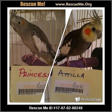 pennsylvania bird rescue adoptions rescueme org pennsylvania bird rescue adoptions rescueme org