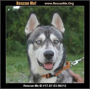 Image Result For Siberian Husky Rescue Pa Image Result For Siberian Husky Rescue Pa