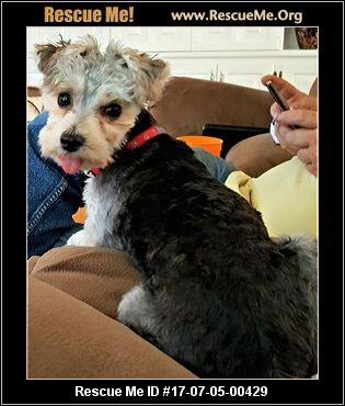 yorkie rescue louisiana louisiana yorkie rescue adoptions rescueme org yorkie rescue louisiana louisiana yorkie rescue adoptions rescueme org