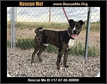 Download Australian Shepherd Puppies Colorado Rescue Photography