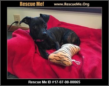 dachshund rescue rescueme animal mix