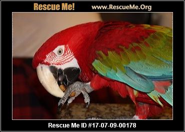 oregon bird rescue adoptions rescueme org oregon bird rescue adoptions rescueme org