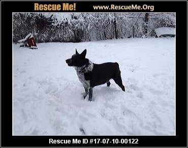 south carolina australian shepherd rescue north carolina australian shepherd rescue u2015 adoptions u2015 rescueme org south carolina australian shepherd rescue north carolina australian shepherd rescue u2015 adoptions u2015 rescueme org