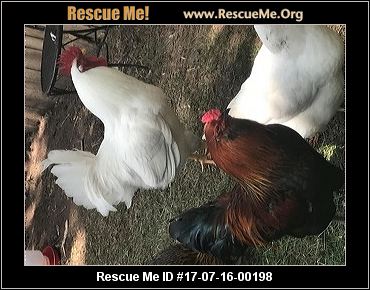 pennsylvania bird rescue adoptions rescueme org pennsylvania bird rescue adoptions rescueme org
