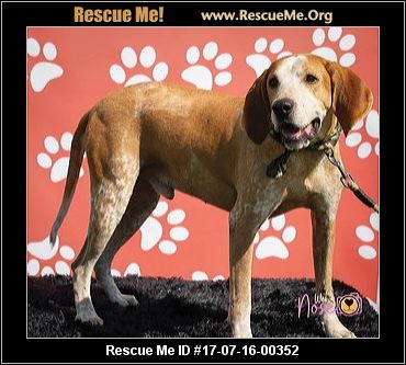 bluetick coonhound dander west virginia bluetick coonhound rescue u2015 adoptions u2015 rescueme org bluetick coonhound dander west virginia bluetick coonhound rescue u2015 adoptions u2015 rescueme org