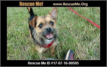 yorkie rescue in maryland maryland yorkie rescue adoptions rescueme org yorkie rescue in maryland maryland yorkie rescue adoptions rescueme org
