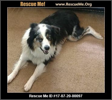 australian shepherd furever north carolina australian shepherd rescue u2015 adoptions u2015 rescueme org australian shepherd furever north carolina australian shepherd rescue u2015 adoptions u2015 rescueme org