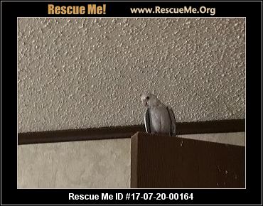 ohio bird rescue adoptions rescueme org ohio bird rescue adoptions rescueme org