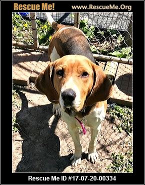 bluetick coonhound rescue illinois wisconsin treeing walker coonhound rescue u2015 adoptions u2015 rescueme org bluetick coonhound rescue illinois wisconsin treeing walker coonhound rescue u2015 adoptions u2015 rescueme org