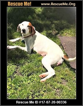 bluetick coonhound rescue illinois wisconsin treeing walker coonhound rescue u2015 adoptions u2015 rescueme org bluetick coonhound rescue illinois wisconsin treeing walker coonhound rescue u2015 adoptions u2015 rescueme org
