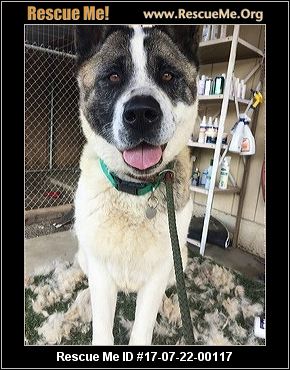 California Akita Rescue ― ADOPTIONS ― RescueMe.Org