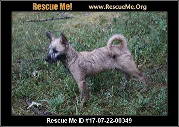 yorkie rescue minnesota minnesota yorkie rescue adoptions rescueme org yorkie rescue minnesota minnesota yorkie rescue adoptions rescueme org