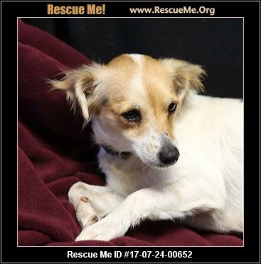 pomeranian rescue ct connecticut pomeranian rescue adoptions rescueme org pomeranian rescue ct connecticut pomeranian rescue adoptions rescueme org