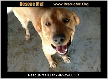 golden retriever rescue boise idaho rescue adoptions rescueme org golden retriever rescue boise idaho rescue adoptions rescueme org