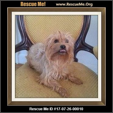 yorkie rescue in maryland maryland yorkie rescue adoptions rescueme org yorkie rescue in maryland maryland yorkie rescue adoptions rescueme org