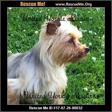 wisconsin yorkie rescue adoptions rescueme org wisconsin yorkie rescue adoptions rescueme org
