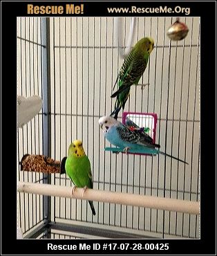 maryland bird rescue adoptions rescueme org maryland bird rescue adoptions rescueme org