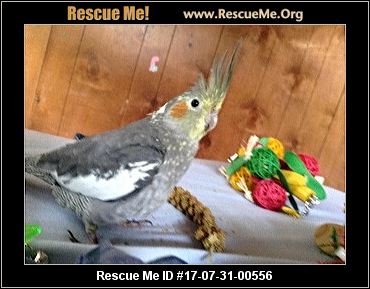 ohio bird rescue adoptions rescueme org ohio bird rescue adoptions rescueme org